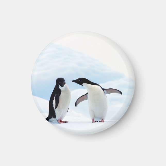 Adelie Penguins Magnet (Front)