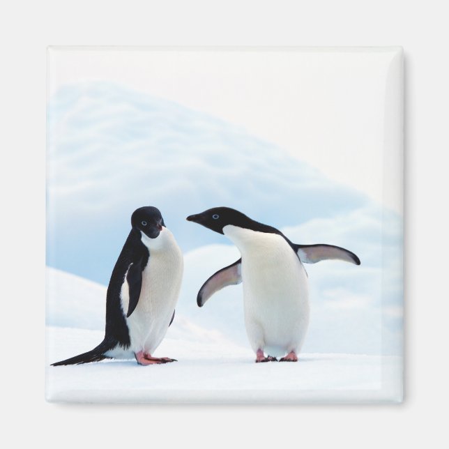 Adelie Penguins Magnet (Front)