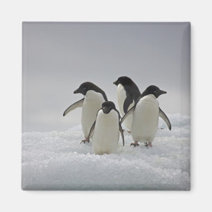 Adelie Penguins on Ice Flows Magnet