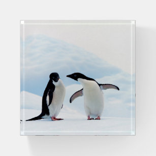 Adelie Penguins Paperweight