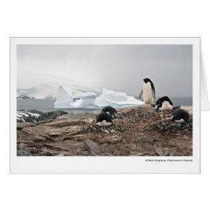 Adelie penguins, Petermann Island