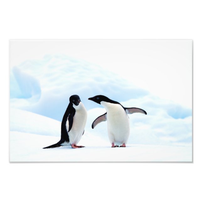 Adelie Penguins Photo Print (Front)