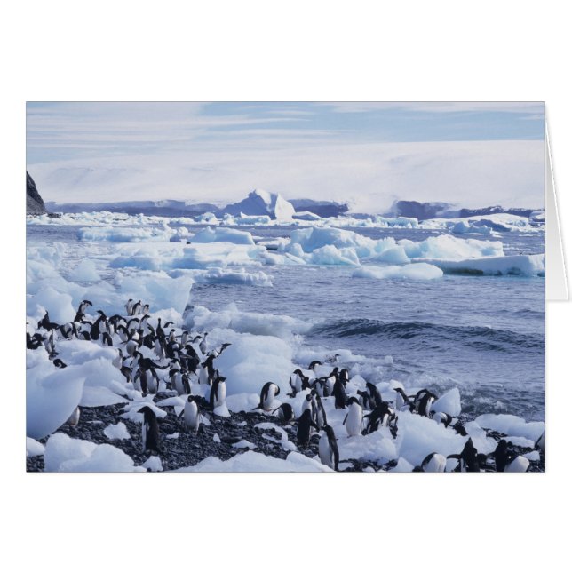Adelie Penguins Pygoscelis adeliae (Front Horizontal)