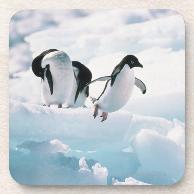 Adelie penguins (pygoscelis adeliae) Antarctica Coaster (Front)