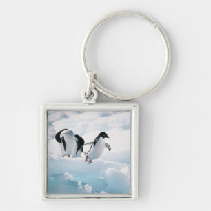 Adelie penguins (pygoscelis adeliae) Antarctica Key Ring