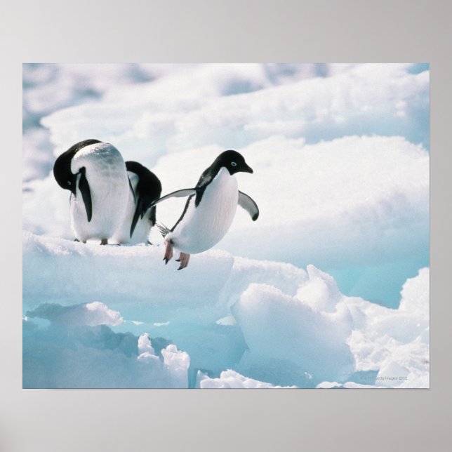 Adelie penguins (pygoscelis adeliae) Antarctica Poster (Front)
