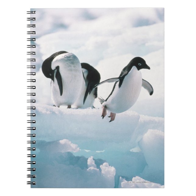 Adelie penguins (pygoscelis adeliae) Antarctica Spiral Notebook (Front)