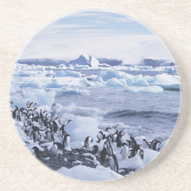 Adelie Penguins Pygoscelis adeliae Coaster (Front)