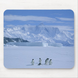 Adelie Penguins, Pygoscelis adeliae), Mouse Pad