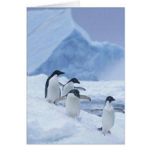 Adelie Penguins (Pygoscelis adeliae) on ice,