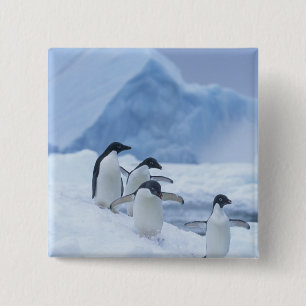 Adelie Penguins (Pygoscelis adeliae) on ice, 15 Cm Square Badge