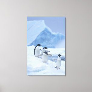 Adelie Penguins (Pygoscelis adeliae) on ice, Canvas Print