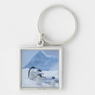 Adelie Penguins (Pygoscelis adeliae) on ice, Key Ring