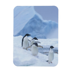 Adelie Penguins (Pygoscelis adeliae) on ice, Magnet