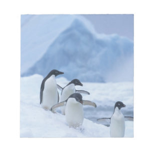 Adelie Penguins (Pygoscelis adeliae) on ice, Notepad