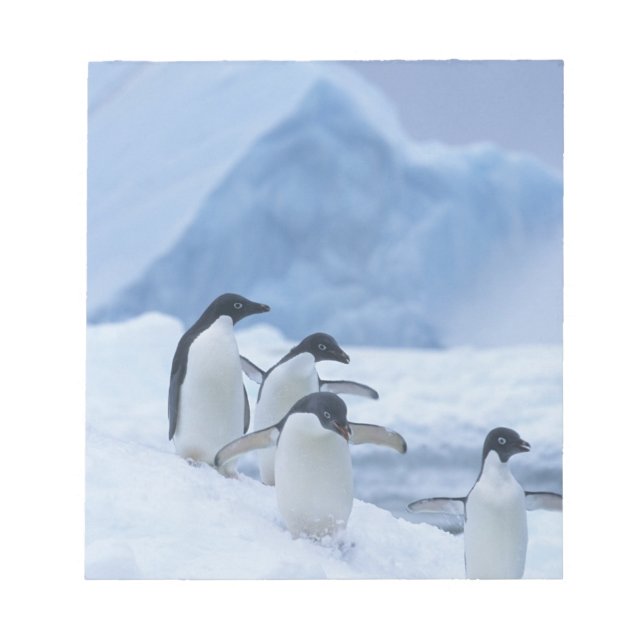 Adelie Penguins (Pygoscelis adeliae) on ice, Notepad (Front)