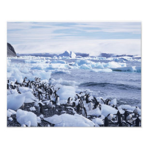 Adelie Penguins Pygoscelis adeliae Photo Print