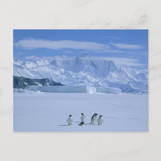 Adelie Penguins, Pygoscelis adeliae), Postcard (Front)