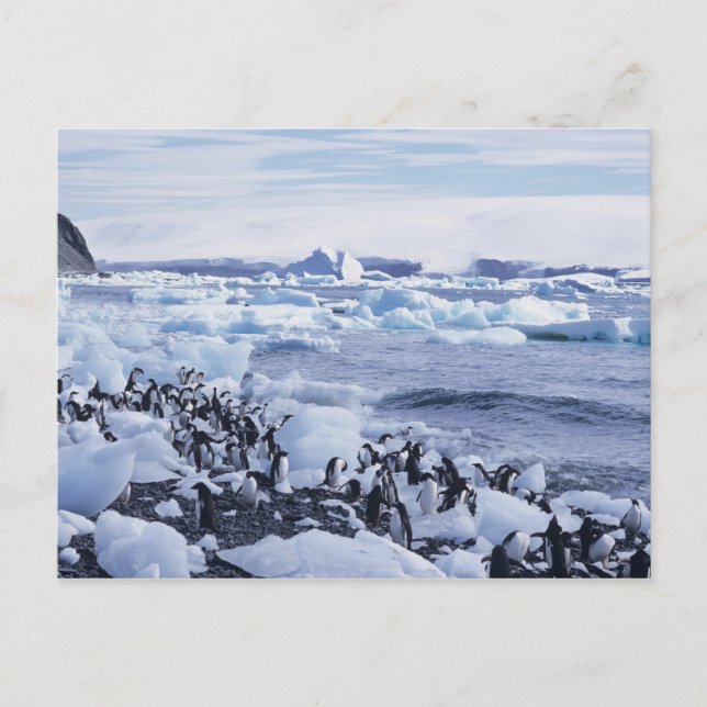 Adelie Penguins Pygoscelis adeliae Postcard (Front)