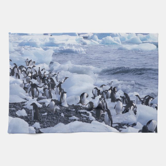 Adelie Penguins Pygoscelis adeliae Tea Towel (Horizontal)