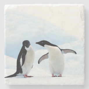 Adelie Penguins Stone Coaster