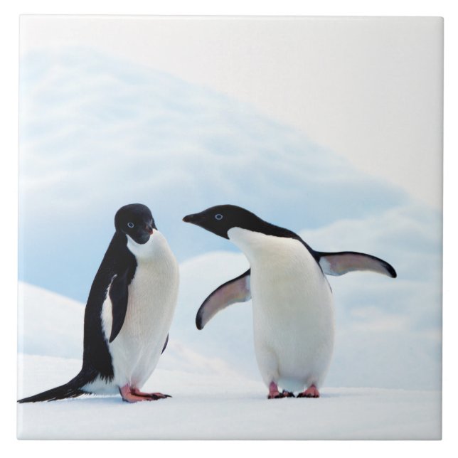 Adelie Penguins Tile (Front)