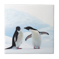 Adelie Penguins