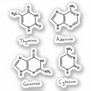 Adenine, guanine, cytosine, thymine molecules