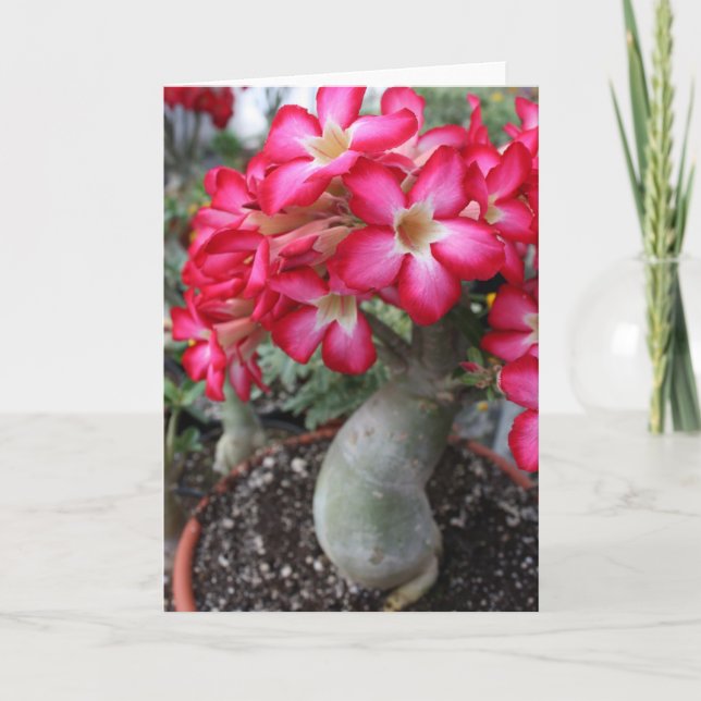 Adenium notecard (Front)