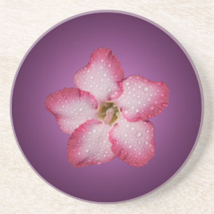 Adenium Pink Flower Flora Gradient Violet Coaster