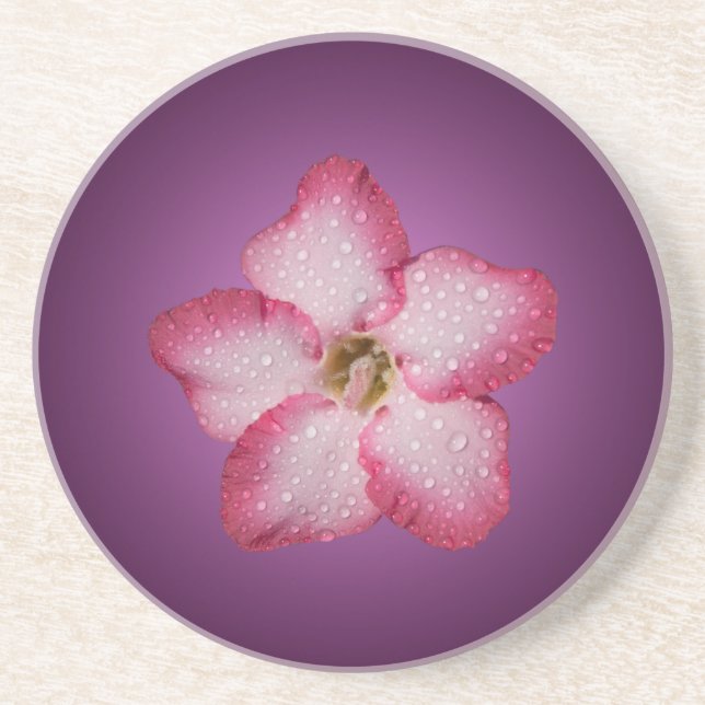 Adenium Pink Flower Flora Gradient Violet Coaster (Front)