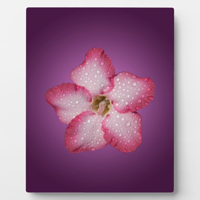 Adenium Pink Flower Flora Gradient Violet Plaque (Front)