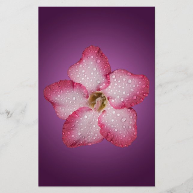 Adenium Pink Flower Flora Gradient Violet Stationery (Front)