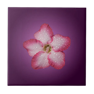 Adenium Pink Flower Flora Gradient Violet Tile