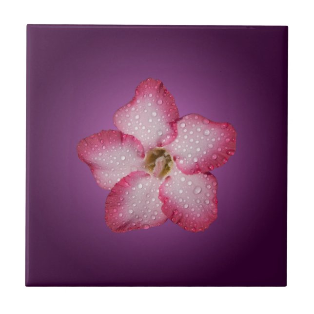 Adenium Pink Flower Flora Gradient Violet Tile (Front)