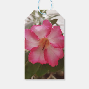 Adenium pink white flowers floral nature graden pl gift tags