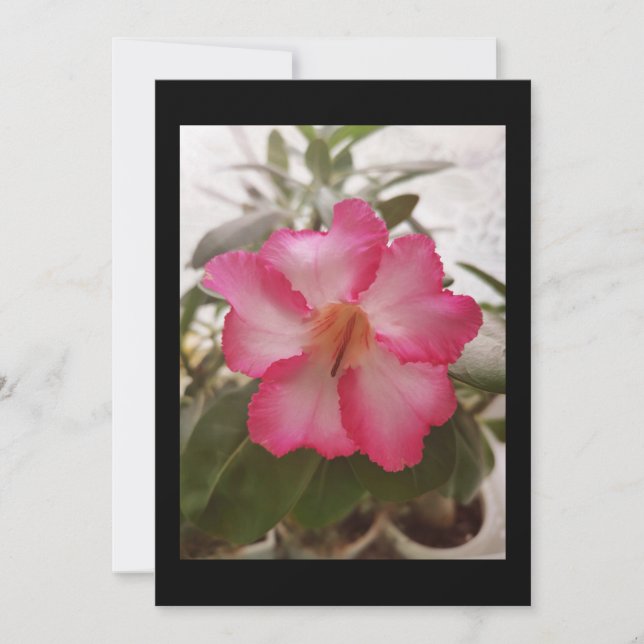 Adenium pink white flowers floral nature graden pl invitation (Front)