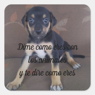 Adesivo Dime como eres con los animales Square Sticker
