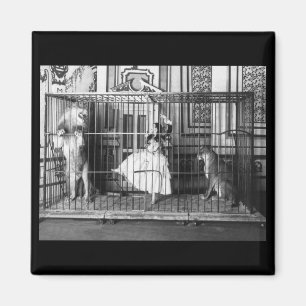 Adgie and Her Trained Lions1897 Magnet