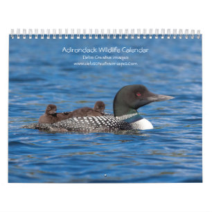 Adirondack Wildlife 2026 Calendar