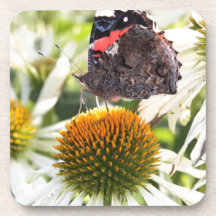 Admiral Butterfly on Flower