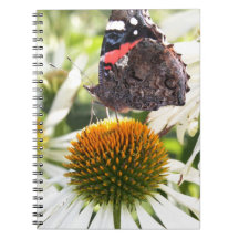 Admiral Butterfly on Flower