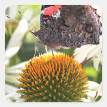 Admiral Butterfly on Flower