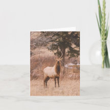 Adolescence - 4" x 5.6" Notecard