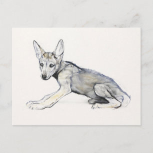 Adolescent Arabian Wolf Pup 2009 Postcard