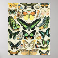 Adolphe Millot butterflies B