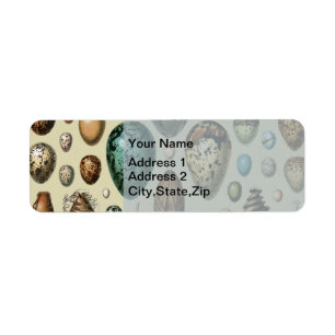 Adolphe Millot Dark Academia Vintage Bird Egg Art
