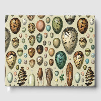 Adolphe Millot Dark Academia Vintage Bird Egg Art