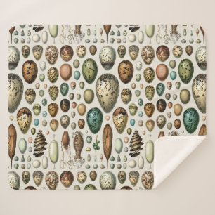 Adolphe Millot Dark Academia Vintage Bird Egg Art Sherpa Blanket