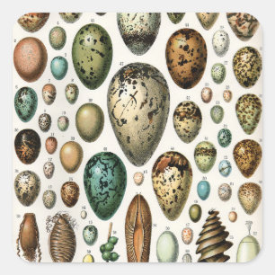 Adolphe Millot Dark Academia Vintage Bird Egg Art Square Sticker